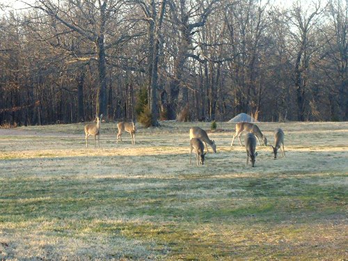 Tract 4 - OKLAHOMA LAND & REAL ESTATE AUCTION, 438 +/- Acres offered in 13 Tracts